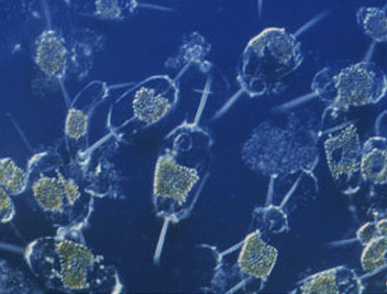 Phytoplankton